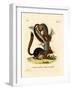 Caucasian Squirrel-null-Framed Giclee Print