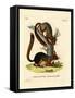 Caucasian Squirrel-null-Framed Stretched Canvas