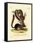 Caucasian Squirrel-null-Framed Stretched Canvas