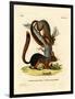 Caucasian Squirrel-null-Framed Premium Giclee Print