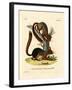 Caucasian Squirrel-null-Framed Giclee Print