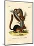 Caucasian Squirrel-null-Mounted Premium Giclee Print