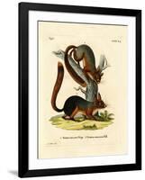 Caucasian Squirrel-null-Framed Giclee Print