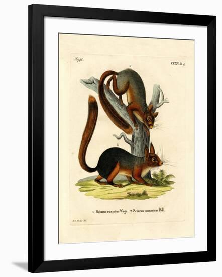 Caucasian Squirrel-null-Framed Giclee Print