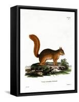 Caucasian Squirrel-null-Framed Stretched Canvas