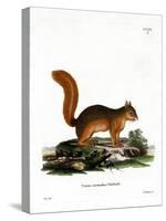 Caucasian Squirrel-null-Stretched Canvas