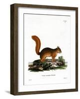 Caucasian Squirrel-null-Framed Giclee Print