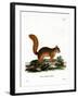 Caucasian Squirrel-null-Framed Giclee Print