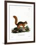 Caucasian Squirrel-null-Framed Giclee Print