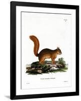 Caucasian Squirrel-null-Framed Giclee Print