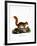 Caucasian Squirrel-null-Framed Giclee Print