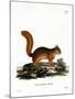 Caucasian Squirrel-null-Mounted Giclee Print