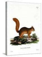 Caucasian Squirrel-null-Stretched Canvas