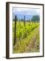 Caucasus Winegrowing in Kakheti, Georgia, Caucasus-Michael Runkel-Framed Photographic Print