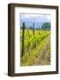 Caucasus Winegrowing in Kakheti, Georgia, Caucasus-Michael Runkel-Framed Photographic Print