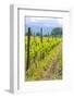 Caucasus Winegrowing in Kakheti, Georgia, Caucasus-Michael Runkel-Framed Photographic Print