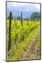 Caucasus Winegrowing in Kakheti, Georgia, Caucasus-Michael Runkel-Mounted Photographic Print