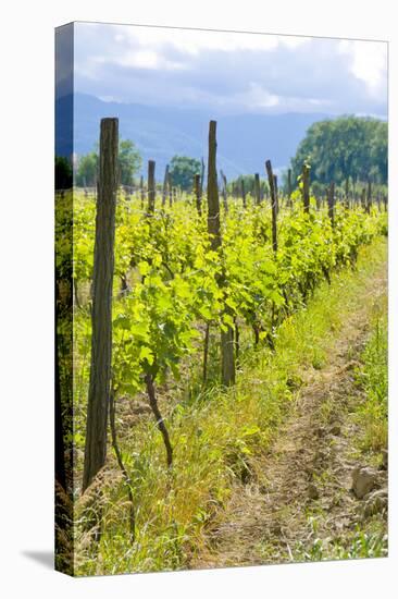 Caucasus Winegrowing in Kakheti, Georgia, Caucasus-Michael Runkel-Stretched Canvas