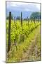 Caucasus Winegrowing in Kakheti, Georgia, Caucasus-Michael Runkel-Mounted Photographic Print