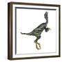 Caudipteryx Dinosaur with Head Up-Stocktrek Images-Framed Art Print