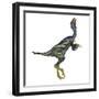 Caudipteryx Dinosaur with Head Up-Stocktrek Images-Framed Art Print