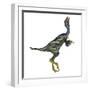 Caudipteryx Dinosaur with Head Up-Stocktrek Images-Framed Art Print