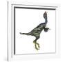 Caudipteryx Dinosaur with Head Up-Stocktrek Images-Framed Art Print