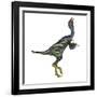 Caudipteryx Dinosaur with Head Up-Stocktrek Images-Framed Art Print