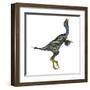 Caudipteryx Dinosaur with Head Up-Stocktrek Images-Framed Art Print