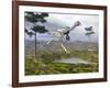 Caudipteryx Dinosaur-null-Framed Art Print