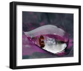Caught in a Droplet-null-Framed Art Print
