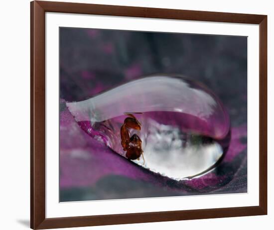 Caught in a Droplet-null-Framed Art Print