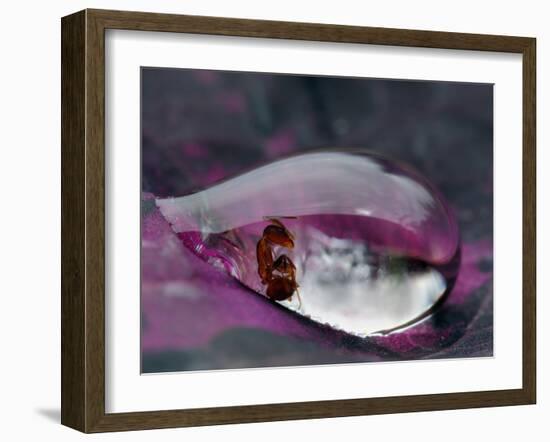 Caught in a droplet-Jimmy Hoffman-Framed Photographic Print