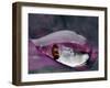 Caught in a droplet-Jimmy Hoffman-Framed Photographic Print