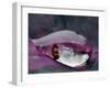 Caught in a droplet-Jimmy Hoffman-Framed Photographic Print