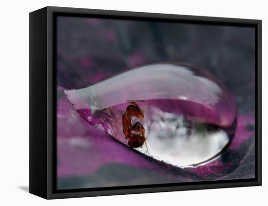 Caught in a droplet-Jimmy Hoffman-Framed Stretched Canvas