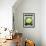 Cauliflower Seed Packet-Lantern Press-Framed Art Print displayed on a wall