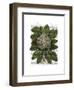 Cauliflower-Fab Funky-Framed Art Print