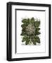 Cauliflower-Fab Funky-Framed Art Print