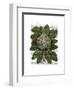 Cauliflower-Fab Funky-Framed Art Print