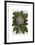 Cauliflower-Fab Funky-Framed Art Print