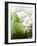 Cauliflower-Foodcollection-Framed Photographic Print