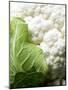 Cauliflower-Foodcollection-Mounted Photographic Print