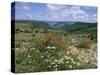 Causse Mejean, Gorges Du Tarn Behind, Lozere, Languedoc-Roussillon, France-David Hughes-Stretched Canvas