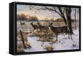 Cautious Crossing - Whitetails-Wilhelm Goebel-Framed Stretched Canvas
