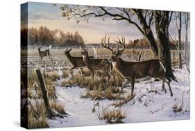 Cautious Crossing - Whitetails-Wilhelm Goebel-Stretched Canvas