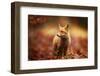 Cautious Fox Stopped at the Edge of the Forest in Autumn Leaves.-Michal Ninger-Framed Photographic Print