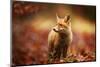 Cautious Fox Stopped at the Edge of the Forest in Autumn Leaves.-Michal Ninger-Mounted Photographic Print