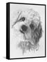 Cavachon-Barbara Keith-Framed Stretched Canvas