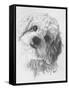 Cavachon-Barbara Keith-Framed Stretched Canvas